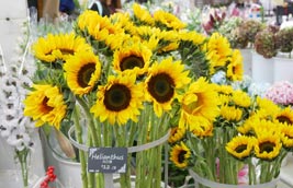 Price tags for Brighten Floriculture flower shop – Edikio testimonial Price tags for Brighten Floriculture flower shop – Edikio testimonial